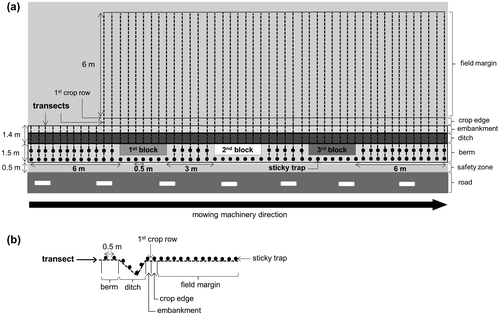 Figure 1. Sketch of seed trapping experiment. (a) Top view of the site, including the three blocks and the transects crossing the road verge and the first metres in the arable field, and (b) Position of sticky traps along one transect crossing the berm, ditch, embankment, crop edge and field margin.