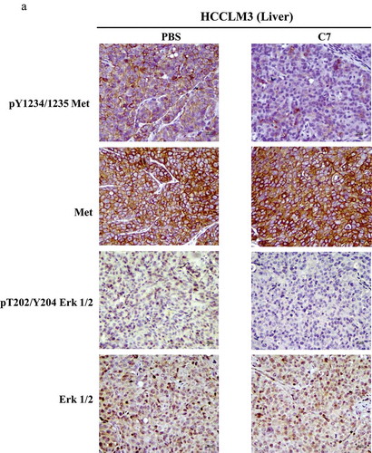 Figure 7. Effect of the C7 peptide on the phosphorylation of both c-Met and Erk1/2 in vivo.(A) Representative photographs of immunohistological staining using phospho-Met, Met, phospho-Erk1/2 and Erk1/2 antibodies in orthotopic liver tumors of nude mice administered PBS or C7.