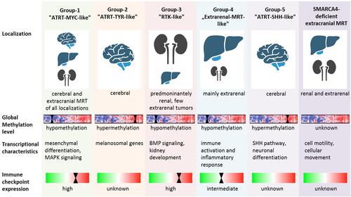 Figure 2 Overview of molecular features of the different extracranial MRT subgroups (based on Chun et alCitation23 and Andrianteranagna et alCitation28).