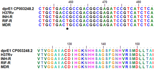 Figure 8 Sequence alignment of dprE1 for MTB with different drug resistance profiles. *Indicates the location of the nucleotide mutation in dprE1 gene of MDR and RIF-R.