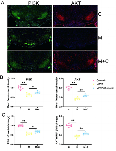 Figure 6 Curcumin activate PI3K/AKT pathway in the Substantia nigra. (A) Representative immunofluorescence images of pi3k-positive and akt-positive in the SN of the control, MPTP, and MPTP + Curcumin groups; (B) Quantitative analysis of mean fluorescence intensity of PI3K-positive and AKT-positive regions in the SN; (C) PI3K, and AKT mRNA levels in the SN. The significance is expressed as *p<0.05,**p<0.01. The analysis was performed using ImageJ (n = 5).
