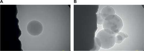 Figure 4 TEM image of (A) BSA NPs and (B) SA–BSA NPs synthesized at pH 7.4. Magnification =26,500×.