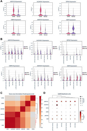Figure 6 Hub genes expressions in COPD epithelial cells. (A) Hub genes expressions in epithelium were assessed by scRNA-seq from COPD and non-smokers. (B) Hub genes expressions in pulmonary epithelial cell subpopulations. (C) Gene-wise correlation heatmap of six hub genes. (D) Distribution and expression levels of hub genes in epithelial cells of COPD patients.