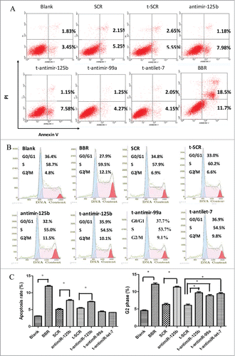 Figure 4. BBR and t-anti-miR-99a∼125b cluster LNA-induced cell apoptosis and G2 phase arrest. (A) RPMI-8266 cells were treated with 75 μM BBR or 0.5 μM t-anti-miR-99a∼125b cluster LNAs for 48 h, then stained with FITC-conjugated annexin V and PtdIns, followed by flow cytometry analysis. (B) RPMI-8266 cells were collected 48 h after treatment and stained with PI solution. Cell cycle was analyzed using flow cytometry. (C) The results are shown as the average of 3 replicates for apoptosis and cell cycle. One asterisk (*) denotes a P-value < 0.01 vs. blank or SCR groups.