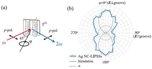 Figure 8. (a) Optical configuration of the reflected SHG intensity measurement for Ag sample at incidence angle θ. The sample rotation angle φ is defined as the angle between the incident plane and the groove direction. The laser polarization is indicated with a double arrow in the scheme. (b) The SHG intensity pattern of the NC-LIPSSs on Ag for p-in/p-out polarization configuration as a function of the sample rotation angle φ. The solid curves show the simulation curves calculated in Figure 7(c). The data points are connected by lines to guide the eye.