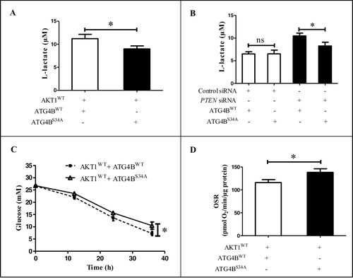 Figure 3. The phosphorylation of ATG4B at Ser34 promotes the Warburg effect in HCC cells. (A) ATG4BCRISPR HepG2 cells were transfected with the indicated expression plasmids. Then the concentrations of L-lactate in the culture media were measured. (B) ATG4BCRISPR HepG2 cells were transfected with the indicated expression plasmids and siRNAs, and the concentrations of L-lactate in the culture media were determined. (C) ATG4BCRISPR HepG2 cells were transfected as in (A). Next, the concentrations of glucose in the culture media at different time points were detected separately. The time after 6 h of plasmids transfection was considered as the time “0 h” in the diagram. (D) ATG4BCRISPR HepG2 cells were seeded into 24-well microplates and treated as in (A). Then the oligomycin-sensitive respiration (OSR) was assayed. Data are mean ± SD from 3 independent experiments. *, P < 0.05; ns, no significance. AKT1WT, ATG4BWT and ATG4BS34A were the corresponding expression plasmids as described in Figure 2.