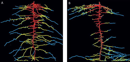 Figure 3 Examples of root system development at low (A) and high (B) overall water supply. The colors indicate root growth from germination to 12 (red) days after germination (DAG), DAG 12 to 19 (yellow) and DAG 19 to 25 (blue). The two examples were not selected to represent average cases but to highlight the differences between the two water supply treatments. Quantitative analysis of root length distributions over depth is given in the supporting information (S1).