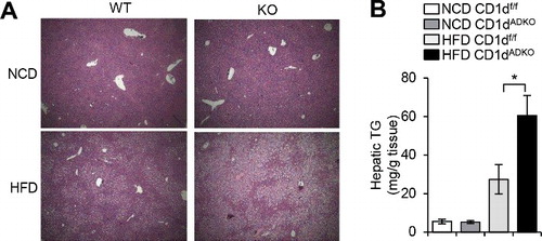 Figure 3. Increased hepatic triglyceride accumulation in HFD-fed CDtdADKO mice A: H&E staining images of liver from CDldf/f and CDldADKO mice upon NCD and 12 weeks of 60% HFD feeding. n = 5. B: Hepatic triglyceride concentration. n = 5 for NCD and n = 8 for 60% HFD. *P < 0.05.