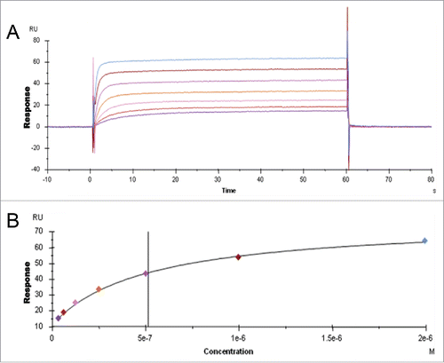 Figure 1. IgG binding to FcRn in the SPR assay. A. Sensorgram representing the binding of IgG molecules (as a series of concentrations) to FcRn at pH 6.0 and dissociating at pH 7.4. The variable region from mAb-1 was cloned onto wild-type heavy chain subclass IgG2 and injected over FcRn at 0, 31.3, 62.5, 125, 250, 500, 1000, or 2000 nM. B. Steady-state KD values at equilibrium were fit using Biacore software; the affinity of mAb-1 to FcRn in this experiment was 513.4 nM.