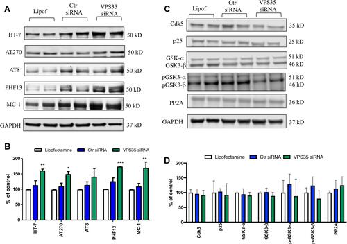 Figure 5 VPS35 affects pathological tau accumulation in brain endothelial cells. Brain endothelial cells were transfected with VPS35 or Ctr siRNA for 48 hrs, then cell lysates were harvested for biochemistry analysis. (A) Representative Western blot analysis for total tau (HT-7), phosphorylated tau at residues S202/T205 (AT8), T181 (AT270), and S396 (PHF13), and pathological tau (MC-1). (B) Densitometric analysis of the immunoreactivity to the antibodies shown in (A). (***p < 0.001 vs Lipofectamine; **p < 0.01 vs Lipofectamine; *p < 0.05 vs Lipofectamine). (C) Representative Western blot analysis for Cdk5, p25, GSK-3α/β, p-GSK-3α/β and PP2A. (D) Densitometric analysis of the immunoreactivity to the antibodies shown in (C). Results are mean ± SEM (N = 2 per group, three individual experiments).