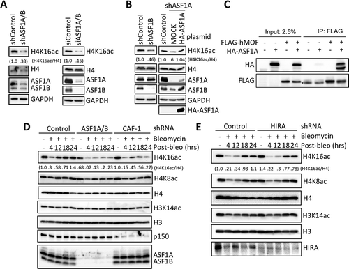Figure 3. Replication-dependent chromatin assembly promotes H4 K16 acetylation and ASF1A binds hMOF. (a) ASF1A/B were depleted from HeLa cells with shRNAs or siRNAs, followed by western blotting with the indicated antibodies. (b) shRNA depletion of ASF1A or ASF1B alone, as indicated. In the case of ASF1A depletion, either an empty vector or a plasmid expressing H1-ASF1A was reintroduced. (c) hMOF interacts with ASF1A. Immunoprecipitation of hMOF via a FLAG epitope. * refers to a non-specific band running slightly faster than FLAG-hMOF, most likely an antibody chain. Some of the HA-ASF1A in the IP appears to have undergone degradation to a smaller band. (d) Experiment was performed as in Figure 1A with the indicated shRNA depletions followed by western blotting with the indicated antibodies. (e) As in D upon HIRA depletion.