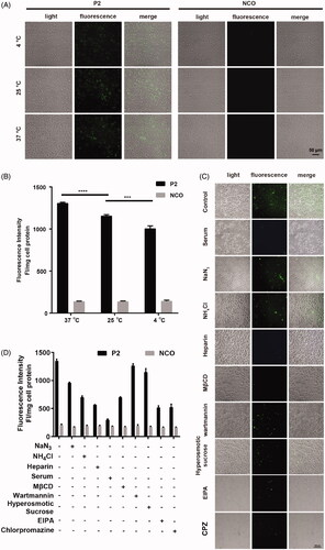 Figure 5. Involved pathway of cellular uptake of peptide P2. (A) Fluorescence microscopy images of FITC-labeled peptide P2 (5 µM) at different temperature for 1 h. (B) Fluorescence intensity quantification of FITC-labeled peptide P2 (5 µM) at different temperature for 1 h. All measurements (3 replications of each group) were normalized to the protein concentration of cell lysate, and error bars represent S.E.M., the one‐way analysis of variance (ANOVA) with Tukey–Kramer’s post hoc test was used to compare the differences. (C) Fluorescence microscopy images of FITC-labeled peptide P2 (5 µM) exposed with different inhibitors for 1 h. (D) Fluorescence intensity quantification of FITC-labeled peptide P2 (5 µM) exposed with different inhibitors for 1 h. All measurements (3 replications of each group) were normalized to the protein concentration of cell lysate, and error bars represent S.E.M., the one‐way analysis of variance (ANOVA) with Tukey–Kramer’s post hoc test was used to compare the differences.