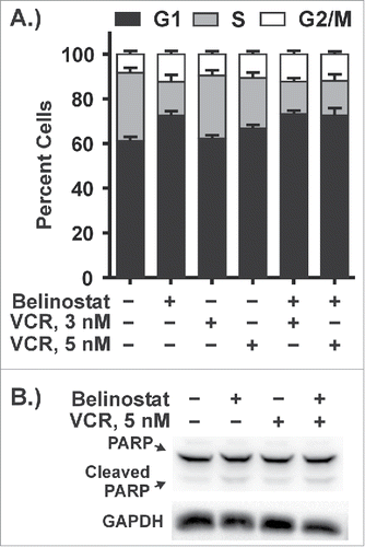 Figure 4. Cotreatment with belinostat and vincristine does not cause cytotoxicity in a non-transformed B lymphoblastoid cell line. GM18564 cells were treated with DMSO, belinostat, vincristine, or the combination for 48 h. (A) Cells were collected for cell cycle analysis. The graph shown is a summary of 3 independent replicates. (B) Cell lysates were subjected to Western blotting with antibodies against PARP (cleaved and uncleaved) or GAPDH. A representative blot is shown.