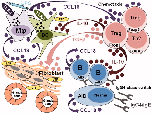 Figure 7. Possible pathogenic mechanisms of IgG4-RD established by comparison of IgG4-RD and SS [Citation37, with modification]. Th2: T helper 2 cells; Treg: regulatory T cells; Mφ: macrophages; DC: dendritic cells; TLR4: Toll-like receptor 4; LPS: lipopolysaccharide; LTF: lactotransferrin; AID: activation-induced cytidine deaminase.
