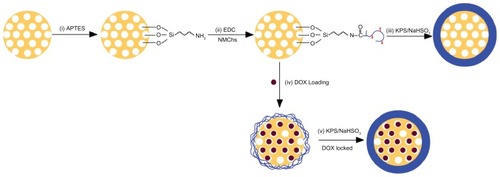 Scheme 1 Schematic procedure for preparation of O-maleyl chondroitin sulfate functionalized mesoporous silica nanoparticles (NMChS-MSNs) for drug loading.Abbreviations: APTES, (3-aminopropyl) triethoxysilane; EDC, 1-ethyl-3-(3-dimethylaminopropyl) carbodiimide hydrochloride; NMChS, O-maleyl chondrotin sulfate; KPS, potassium persulfate; NaHSO3, sodium bisulfite; DOX, doxorubicin.