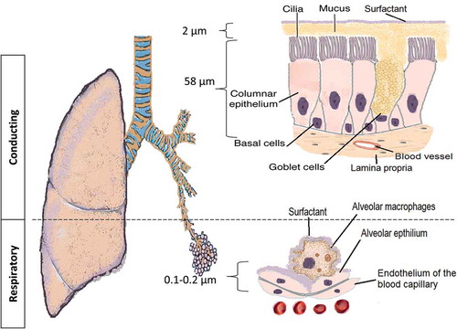 Figure 1. The pulmonary barrier structure in the conducting and respiratory airways.