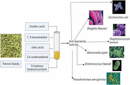 Figure 3. Antibacterial activity of fennel seeds extract.