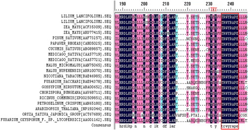 Figure 6. Alignment of deduced amino acid sequences from 20 plants’ MAPK cDNAs. Note: Catalytic domain in the MAPK superfamily (in red box).