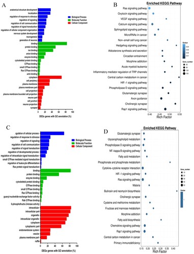 Figure 7. (A) Gene ontology (GO) functional enrichment analysis of DMRs-related genes. (B) Kyoto encyclopedia of genes and genomes (KEGG) pathway enrichment analysis of DNA-methylated regions (DMRs)-related genes. (C) GO functional enrichment analysis of genes corresponding to DNA-methylated regions (DMRs)-related promoter regions. (D) KEGG pathway enrichment analysis of genes corresponding to DNA-methylated regions (DMRs)-related promoter regions.