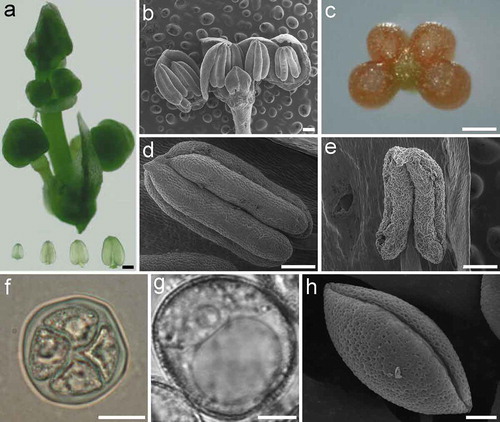 Figure 1. Anther and pollen development in asparagus (Asparagus officinalis). (a). Asparagus inflorescence (above) and transparent anthers dissected from floral buds (bottom). (b). Dissection of an asparagus bud showing the number of anthers. (c). A cross-sectional view of the asparagus anther. (d). A young anther with flat epidermal cells and a smooth surface. (e). A mature anther with wizened epidermal cells and a shrunken surface. (f). An asparagus tetrad with four divided nuclei and transparent callose walls. (g-h). A pollen grain imaged under a brightfield microscope (g) and a scanning electron microscope (h). Bars, 250 μm (a, c-e); 500 μm (b); 20 μm (f); 5 μm (g-h).