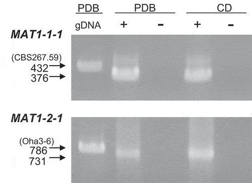 Fig. 5 Expression of the mating type genes in Pseudopyrenochaeta lycopersici. gDNA, genomic DNA of strain CBS267.59 (MAT1-1) and Oha3-6 (MAT1-2) as the template. + = RT-PCR with reverse transcriptase; – = without reverse transcriptase. Genomic DNA was extracted from each strain grown on PDB (potato dextrose broth). Total RNA was extracted from each strain grown on PDB or CD (Czapek-dox)