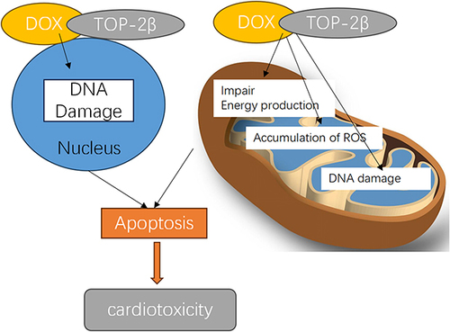 Figure 2 Schematic diagram of cardiotoxicity caused by anthracyclines.