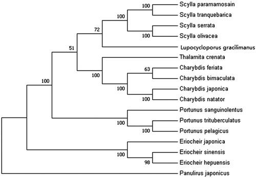 Figure 1. Phylogenetic tree of Lupocycloporus gracilimanus and related species based on maximum-likelihood (ML) method. Panulirus japonicus was served as an outgroup.