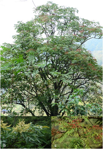 Figure 1. Photo of Meliosma oldhamii. (a) The panorama of M. oldhamii; (b) the focus on the flowers of M. oldhamii; (c) the focus on the fruits of M. oldhamii (the photographs of the species reference images were taken by a member of our author team).