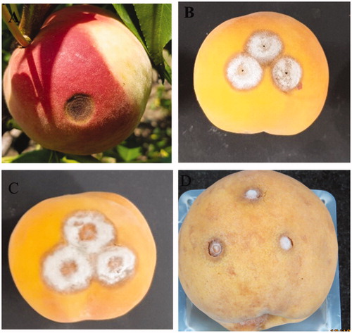 Figure 5. Anthracnose symptoms on naturally and artificially inoculated peach fruits. (A) Symptomatic fruits in peach orchard; (B) Colletotrichum siamense (Isolate ICKb21); (C) Colletotrichum fructicola (ICKb18); (D) Colletotrichum fioriniae (ICKb 36).