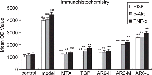 Figure 7.  The effect of AR-6 on the expression of TNF-α, PI3K and p-Akt of CIA rats by immunohistochemistry (n = 8, mean ± S.D.). ##p < 0.01 vs. control; **p < 0.01 vs. model group. AR-6 high dose (AR6-H), AR-6 middle dose (AR6-M), AR-6 low dose (AR6-L), methotrexate (MTX) and total glucosides of paeony (TGP).