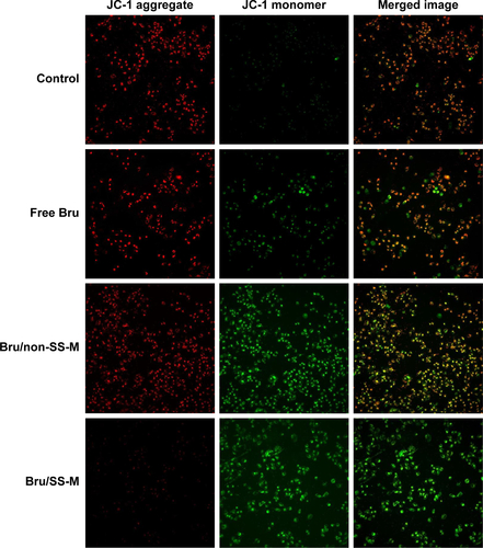 Figure S4 Fluorescence microscope images of MCF-7 cells treated with various Bru formulations (equivalent Bru concentration of 5 μM) for 12 h treatment and subsequently stained with JC-1 dye.Notes: Bru formulations resulted in the increased green fluorescence by JC-1 dye in MCF-7 cells. However, compared to free Bru and non-reducible micelles, Bru/SS-M led to the highest amount of green fluorescence, suggesting effect of MMP significantly decreased and with great mitochondrial disturbance activity. Scale bar is 200 μm. Magnification ×200.Abbreviation: Bru, brusatol.