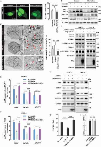 Figure 6. Role of MIR454 in regulating autophagy flux and the WNT-CTNNB1 signaling pathway. (A) Representative confocal images of GFP-LC3 distribution in ASPC-1 cells transfected with MIR454 mimics and the TSPAN1 expression vector. The puncta number of LC3 was quantified (n =10). Scale bars, 10 µm. (B) Western blotting analysis of LC3 and SQSTM1 in ASPC-1 cells transfected with MIR454 mimics with or without EBSS starvation. (C) Representative transmission electron microscope images of autophagosomes or autolysosomes of the PANC-1 cells transfected with MIR454 mimics and TSPAN1 expression vector. Both low- and high-power (zoom) images are displayed. Red arrows indicate autophagic structures. The puncta number of autophagic structures per area were quantified (n =10). (D) Western blotting analysis of PANC-1 and ASPC-1 cells transfected with MIR454 mimics and TSPAN1 expression vector using the indicated antibodies. (E and F) Relative mRNA levels of the WNT-CTNNB1 target genes CCND1, MYC and AXIN2 after transfection with miR control, MIR454 mimic and MIR454 inhibitor in PANC-1 (E) and ASPC-1 (F) cells. (G) Relative protein levels of CCND1, MYC, AXIN2 and CTNNB1 in PANC-1 and ASPC-1 cells transfected with miR control, MIR454 mimic and MIR454 inhibitor. (H) Effects of MIR454 and FAM83A overexpression on TOP/FOP flash luciferase activity in human pancreatic cancer ASPC-1 cells. (I) MIR454 and FAM83A overexpression had no effect on CTNNB1 mRNA expression in human pancreatic cancer ASPC-1 cells. The quantification data were showed as mean ± SD, **P< 0.01, ***P< 0.001