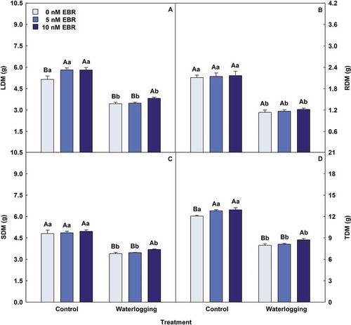 Figure 5. Leaf dry matter (LDM), root dry matter (RDM), stem dry matter (SDM) and total dry matter (TDM) in soybean plants treated with EBR and subjected to waterlogging. Columns with different uppercase letters between EBR levels (0, 5 and 10 nM EBR under equal water condition) and lowercase letters between water conditions (control and waterlogging under equal EBR concentration) indicate significant differences from the Scott-Knott test (P < .05). Columns corresponding to means from five repetitions and standard deviations