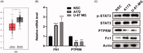 Figure 1. PTPRM was down-regulated in GBM cells. (A) Bioinformatics analysis with GEPIA was performed to detect PTPRM expression in GBM. (B) The mRNA levels of FN1 and PTPRM were quantified by qRT-PCR. (C) The protein levels of FN1, PTPRM, and p-STAT3 were detected by western blot. *p < 0.05 vs. Normal. **p < 0.01 vs. NSC. ***p < 0.001 vs. NSC.