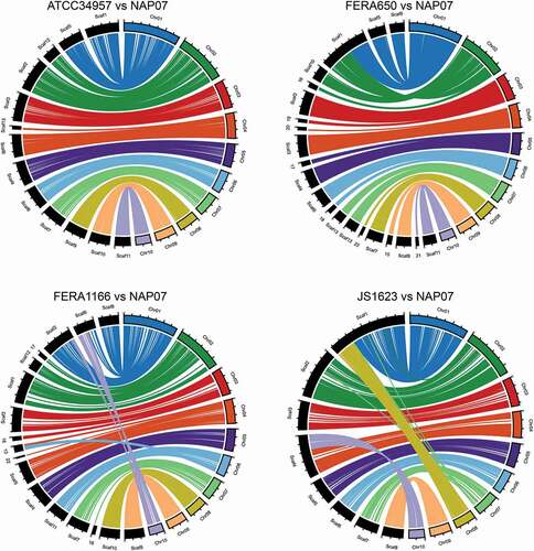 Figure 1. Circular plots showing macrosynteny between section Alternaria genomes sequenced with long-read technology. Four genomes were compared with the NAP07 genome. NAP07 chromosomes are color-coded and shown on the right side of each plot. Scaffolds from other genomes are in black and shown on the left side of each plot. Tick marks along chromosomes/scaffolds indicate 1 Mb distances