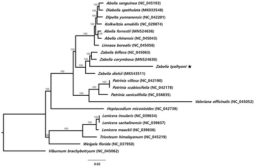 Figure 1. The maximum-likelihood (ML) tree based on 21 representatives of Caprifoliaceae and one outgroup taxon, Viburnum brachybotryum (Adoxaceae). The bootstrap support value based on 1,000 replicates is shown on each node.