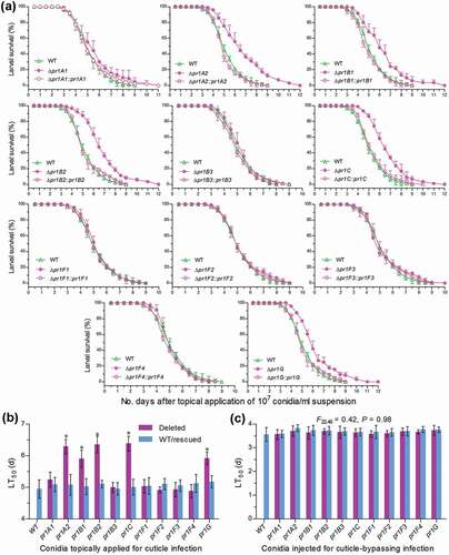 Figure 4. Impacts of each pr1 deletion on the virulence of B. bassiana. (a, b) Survival trends of G. mellonella larvae after topical application (immersion) of a 107 conidia/ml suspension for normal cuticle infection and LT50 estimates as virulence indices of all tested strains estimated from time-morality trends. The asterisked Δpr1 LT50 s differ significantly from those of the corresponding control strains unmarked (Tukey’s HSD, P < 0.05). (c) LT50 estimates of all tested strains against G. mellonella larvae inoculated by intrahaemocoel injection of ~500 conidia per larva for cuticle¯bypassing infection (see Figure S4 for survival trends of injected larvae). Note no significant variability among the LT50 s of all tested strains. Error bars: SD from three replicates