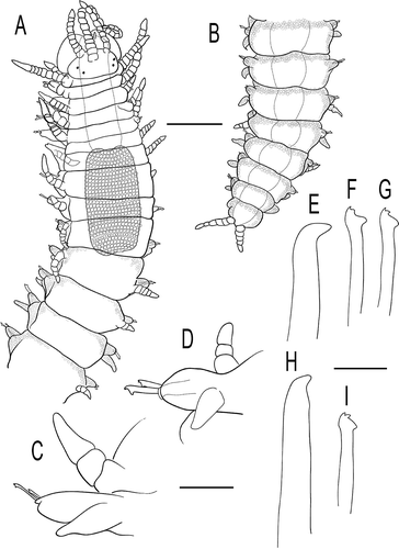 Figure 3. Haplosyllis eldagainoae sp. nov. A, Anterior and mid-body view. B, Posterior region. C, Parapodium from anterior region. D, Parapodium from mid-body. E, Mid-body and posterior acicula. F,G, Mid-body and posterior chaetae. H, Posterior aciculae. I, Posterior chaetae. From Tanzania (MNCN 16.01/13170). Scale bars: A, B = 200 μm, C, D = 50 μm, E-I = 20 μm.