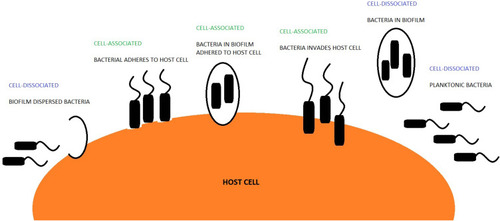 Figure 1 Schematic interpretation of how bacteria can reside within a host.
