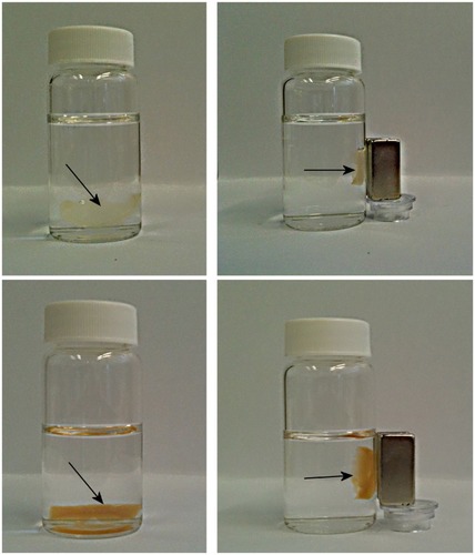 Figure 7 Attraction of the magnetic fibrin hydrogel scaffolds containing 0.15% (top pictures) or 1.5% (bottom pictures) of the γ-Fe2O3 nanoparticles to a magnet. The top pictures represent the magnetic fibrin hydrogel scaffolds containing the thrombin-conjugated γ-Fe2O3 nanoparticles only. The bottom pictures represent the magnetic fibrin hydrogel scaffolds containing in addition to the thrombin conjugated nanoparticles also the bFGF conjugated γ-Fe2O3 nanoparticles. The arrows point to the magnetic fibrin scaffolds.Abbreviation: bFGF, basal fibroblast growth factor.