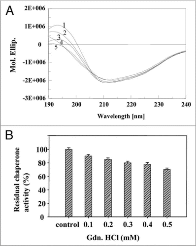 Figure 8 Effect of inhibitor Gdn.HC l: (A) on secondary structure of PgHsp70 [spectra 1–5 represent PgHsp70, PgHsp70 with different concentrations of Gdn.HC l (0.2 to 0.5 mM)], (B) on chaperone activity of PgHsp70 (experimental conditions as mentioned in Fig. 5).