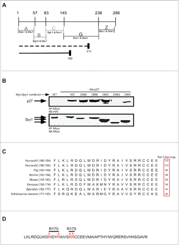 Figure 1. Generation of Spy1 – p27 binding mutants. (A) A schematic diagram of the Spy1 deletion mutants used for screening and their enzyme cut sites. The indicated regions are selectively deleted in each Spy1 mutant construct (ie. DMA lacks region A, DMB lacks region B, DMA lacks region C, DMG lacks region G, DMZ lacks region Z). Dotted line depicts the truncation mutant of Spy1 previously determined to retain the ability to bind p27.Citation15 The solid line reflects the region previously shown to have lost the ability to bind p27. (B) 293 cells were transfected with Myc-Spy1-PCS3 (WT) or the different deletion mutants DMA-DMZ depicted above in the presence of HA-tagged p27 (HA-p27). Transfected cells were treated with MG132 (10μM) for 14 hrs prior to harvest, lysates were immunoprecipitated with Myc antibody and immunoblotted with HA antibody (upper panel) and Myc antibody (lower panel). This is one representative experiment of 3. (C) Alignment of a highly conserved amino acid sequence within the predicted p27 binding region from several species. Conserved positively charged residues to be mutated are noted with a box. Amino acid #s are indicated after the species in brackets. (D) Region G of Spy1 depicting the Arg. (R) residues which were mutated to Alanine (A) to create Spy1-R170 and Spy1-R179 mutations.