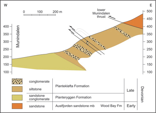 Fig. 10  Outcrop situation along the western slope of Reuterskiöldfjellet. The top of the Plantekløfta Formation is not exposed but is cut off by the west-directed lower Munindalen Thrust carrying the Early Devonian Austfjorden Sandstone Member (Wood Bay Formation) over the Plantekløfta Formation (Piepjohn, Brinkmann et al. Citation1997). The samples for palynological investigations were taken from siltstones of the uppermost Plantekløfta Formation directly below the lower Munindalen Thrust (Brinkmann Citation1997).