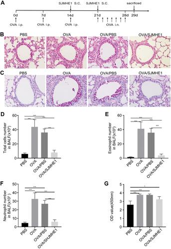 Figure 1 SJMHE1 treatment alleviates ongoing airway inflammation in allergic mice. (A) Experimental scheme. BALB/c mice were sensitized with OVA on days 0, 7, and 14 and challenged with OVA daily from day 21 to day 28. Mice were injected with SJMHE1 emulsified in IFA on days 14 and 21. The mice were killed on day 29. (B) Lung sections from mice were stained by hematoxylin and eosin (H&E), and (C) periodic acid-Schiff reagent (PAS) at 20× magnification. Images represent three independent experiments (n = 6 mice per group). (D) Total cells, (E) eosinophil number, and (F) neutrophil number in BALF. Eosinophil and neutrophil in BALF cells were determined by Wright and Giemsa staining. (G) OVA-specific IgE antibody levels in sera of mice. Results are presented as mean±SEM (n=18) from three-independent experiments. *P < 0.05, ***P < 0.001.