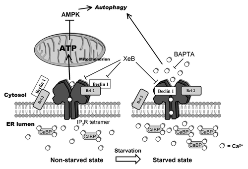 Figure 8. Model representing changes in the Ca2+ signalosome during starvation. In the non-starved state (left) Ins(1,4,5)P3Rs inhibit autophagy through a Ca2+ signal in the ER-mitochondria microdomains to fuel mitochondrial energetics, thereby inhibiting AMPK and autophagy.Citation26 In this situation, Beclin 1 likely is kept at the ER in the proximity of the Ins(1,4,5)P3R through ER-localized Bcl-2. Alternatively, there may be a scaffolding role for Ins(1,4,5)P3R/Bcl-2 complexes capturing Beclin 1.Citation31 During starvation (right), however, an upregulation of Ca2+-binding proteins (CaBP) together with the direct binding of Beclin 1 to Ins(1,4,5)P3R’s ligand-binding domain, underpins a sensitized Ca2+ signaling through Ins(1,4,5)P3Rs, leading to autophagy stimulation. The target of this Ca2+ signal is probably cytosolic. While Bcl-2 is essential for facilitating Ins(1,4,5)P3R-Beclin 1 complex formation in a cellular context, the mechanism by which Beclin 1 sensitizes Ins(1,4,5)P3R activity is direct and does not involve Bcl-2. We propose that upon starvation Beclin 1 at the ER shuttles from Bcl-2 to the Ins(1,4,5)P3R.