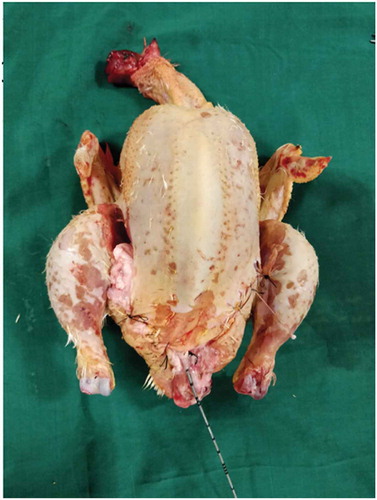 Figure 4. Final biological model with layers sutured.