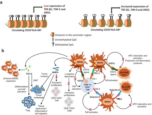 Figure 5. Epigenetic and suppressive mechanisms of MDSCs