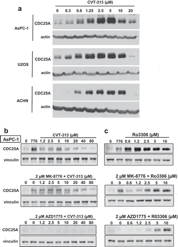 Figure 1. Changes in the level of CDC25A upon activation or inhibition of CDK1/2. (a). AsPC-1, U2OS and ACHN cells were incubated with 0–20 µM CVT-313 for 6 h, and cell lysates analyzed by western blotting for CDC25A using chemiluminescent detection. (b). AsPC-1 cells were incubated with 0–80 µM CVT-313 for 6 h alone or in combination with 2 µM MK-8776 or 2 µM AZDZ1775 as indicated. Cell lysates were analyzed by western blotting for CDC25A, with vinculin as a loading control. Fluorescent secondary antibodies were used and fluorescent images captured. (c) Cells were incubated as in B but with the addition of 0–10 µM Ro3306 rather than CVT-313