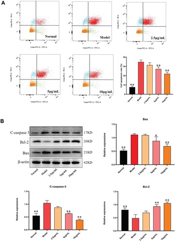 Figure 10. Antiapoptotic effects of ACB on H2O2 induced PC12 cells. (A) Apoptotic assay by flow cytometer. (B) Effects of ACB on proteins expression of Bcl-2, Bax and C-caspase-3. *p < 0.05 and **p < 0.01 vs. model group.