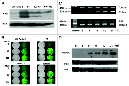 Figure 1. Expression of Ad-PUMA in pancreatic cancer cell line. (A) Protein expression of CAR in four pancreatic cancer cell lines was analyzed by western blotting. (B) The four pancreatic cancer cell lines were infected with Ad-GFP at the indicated MOI for 24 h before they were checked using the inverted fluorescence microscope. (C) PUMA and p53 mRNA levels after Ad-PUMA infection in MIA PaCa-2 cells at different time points. (D) Protein expression of PUMA and p53 after Ad-PUMA infection in MIA PaCa-2 cells at different time points.